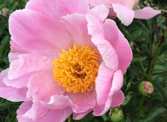 Fleur rose 1.jpg